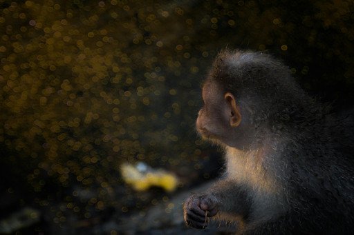 Monkey Genome Exploration